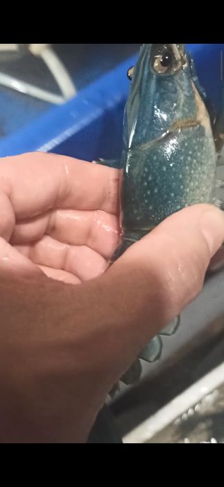 Австралійські раки