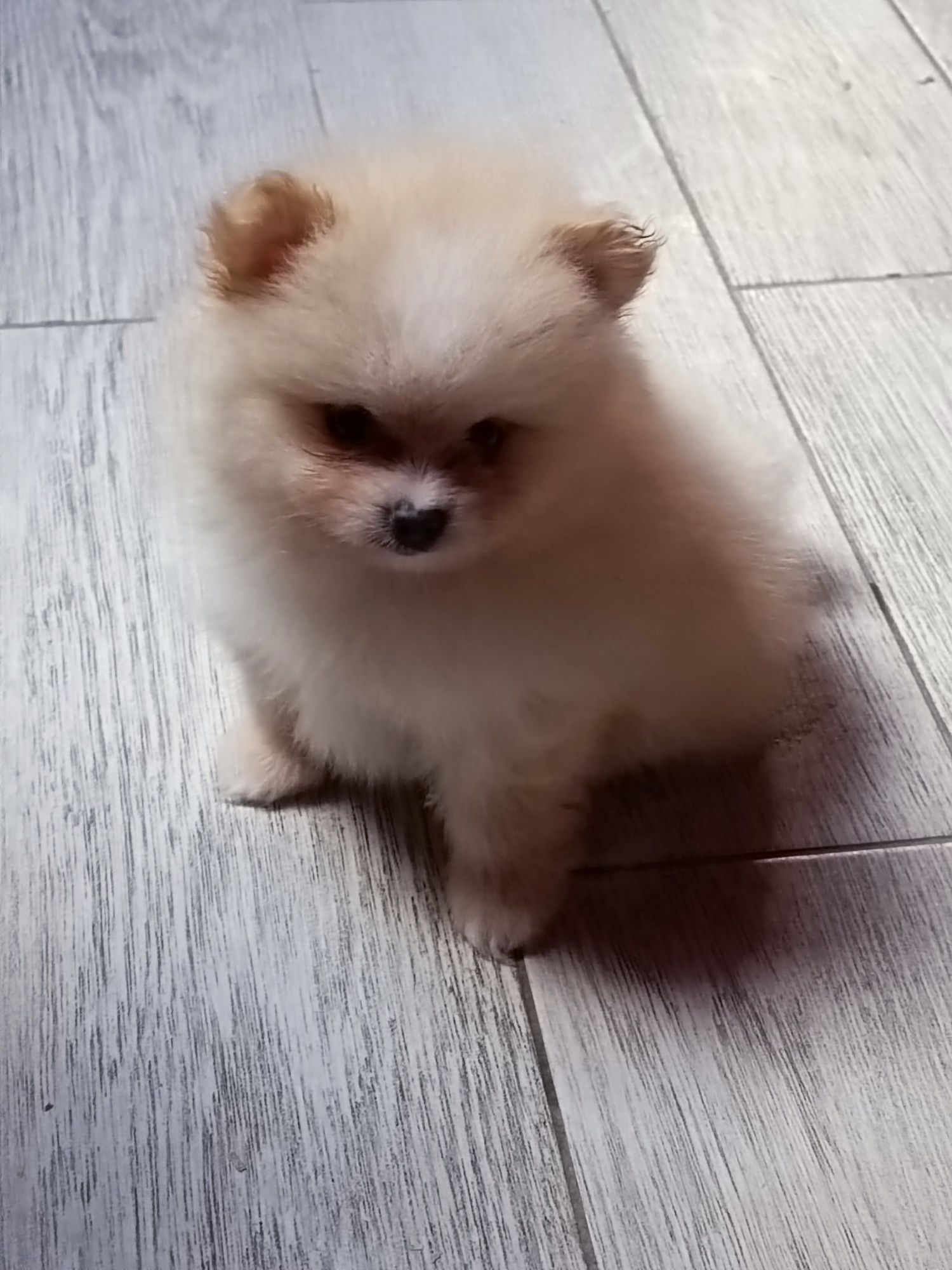 Pomeranian piesek boo