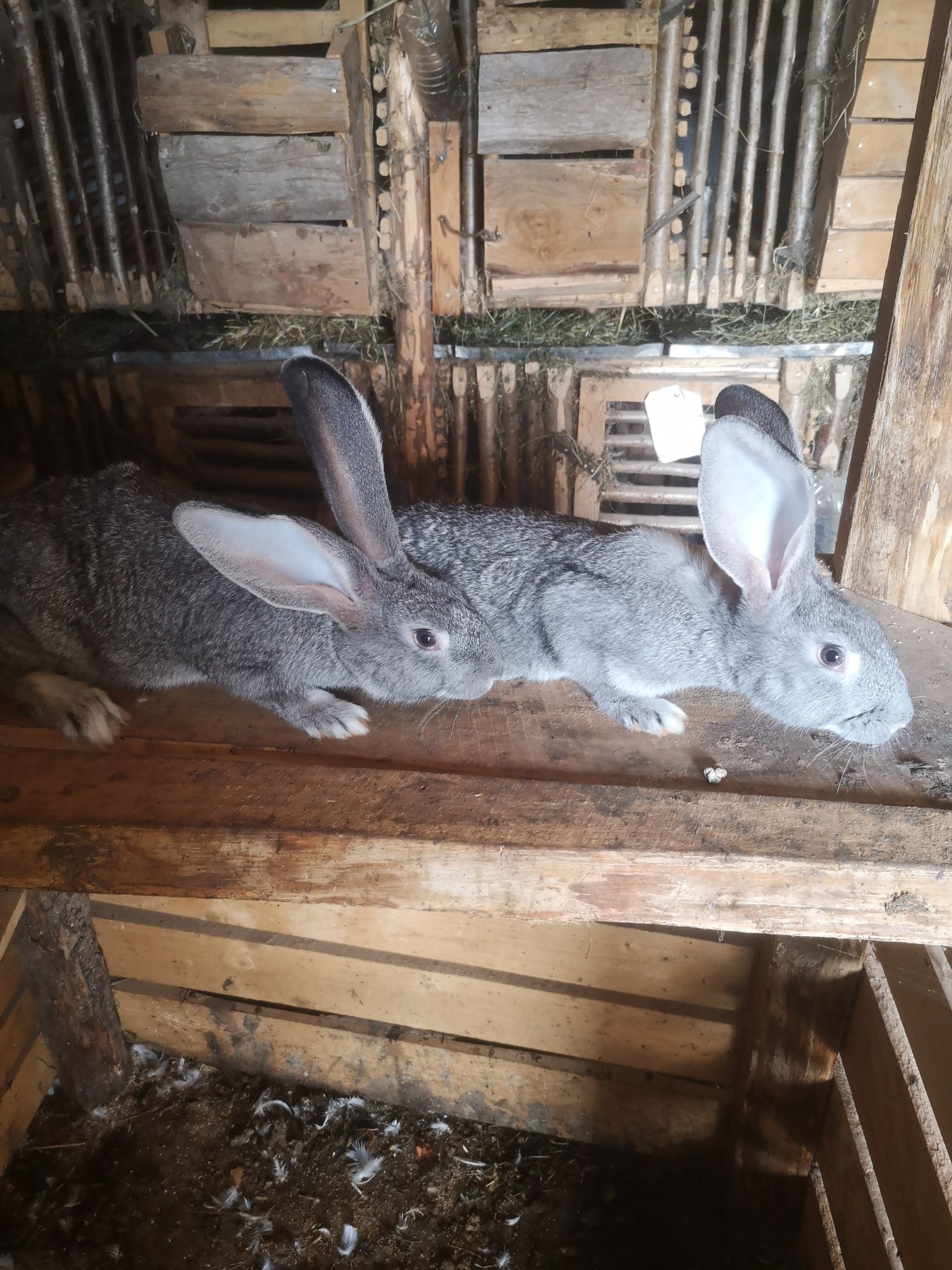 Європейська шиншила, термонський Білий
  170грн.