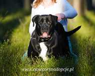 Dora w typie cane corso do adopcji.