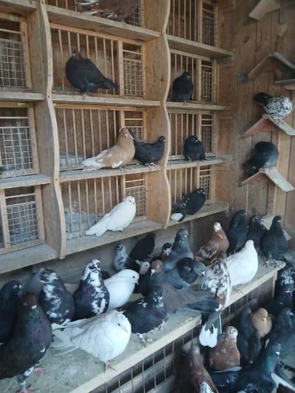 Golebie orliki lubelskie