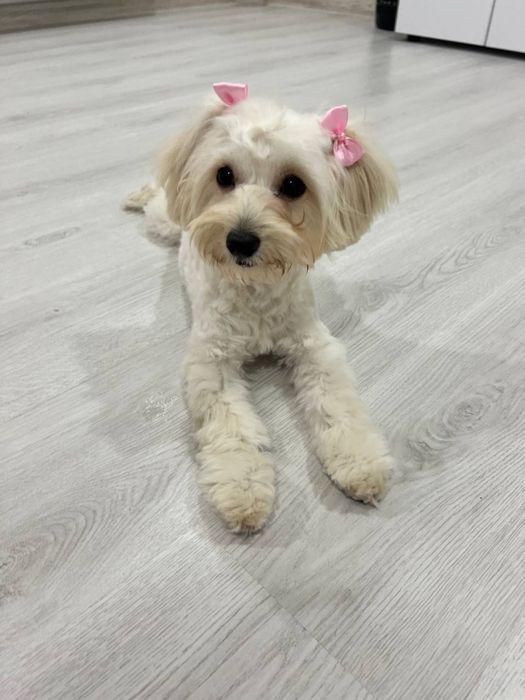 У продажі Красуня дівчинка Мальтіпу F1