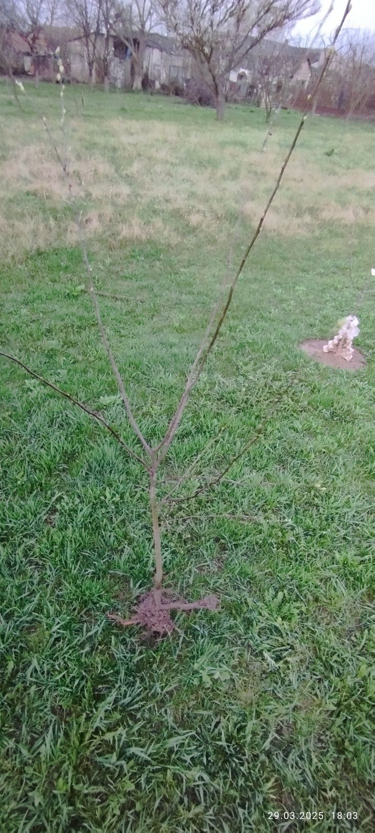 Садженець айви, двохрічний