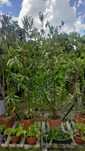 Oleander, oleandry, wysokie 2,5m, różne kolory