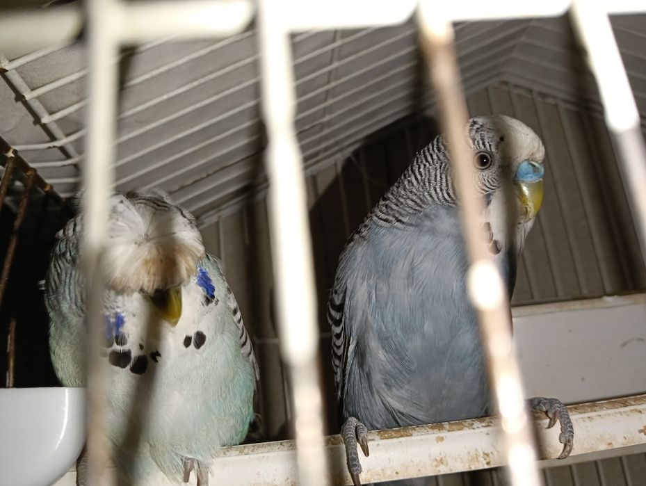 Vendo 2 casais de Piriquitos