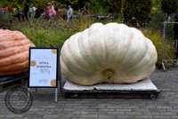 Dynia Olbrzymia Atlantic Giant Pumpkin 907kg - Nasiona - Rekord Polski