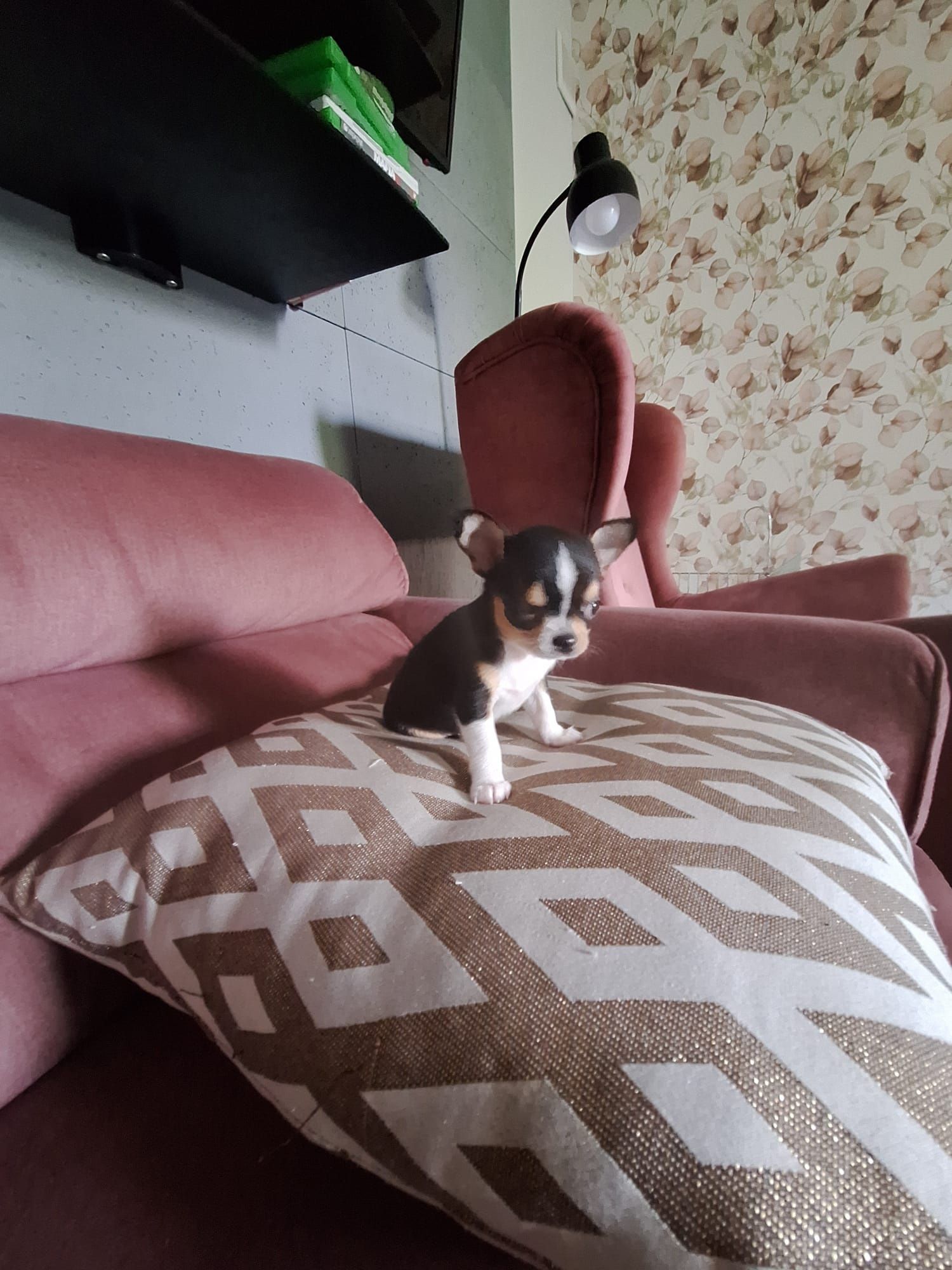 Chihuahua suczka mini