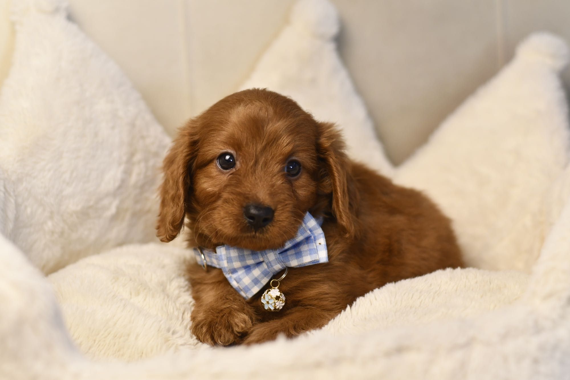 Cavapoo F1 RED BROWN wyjątkowy chłopiec gotowy do odbioru