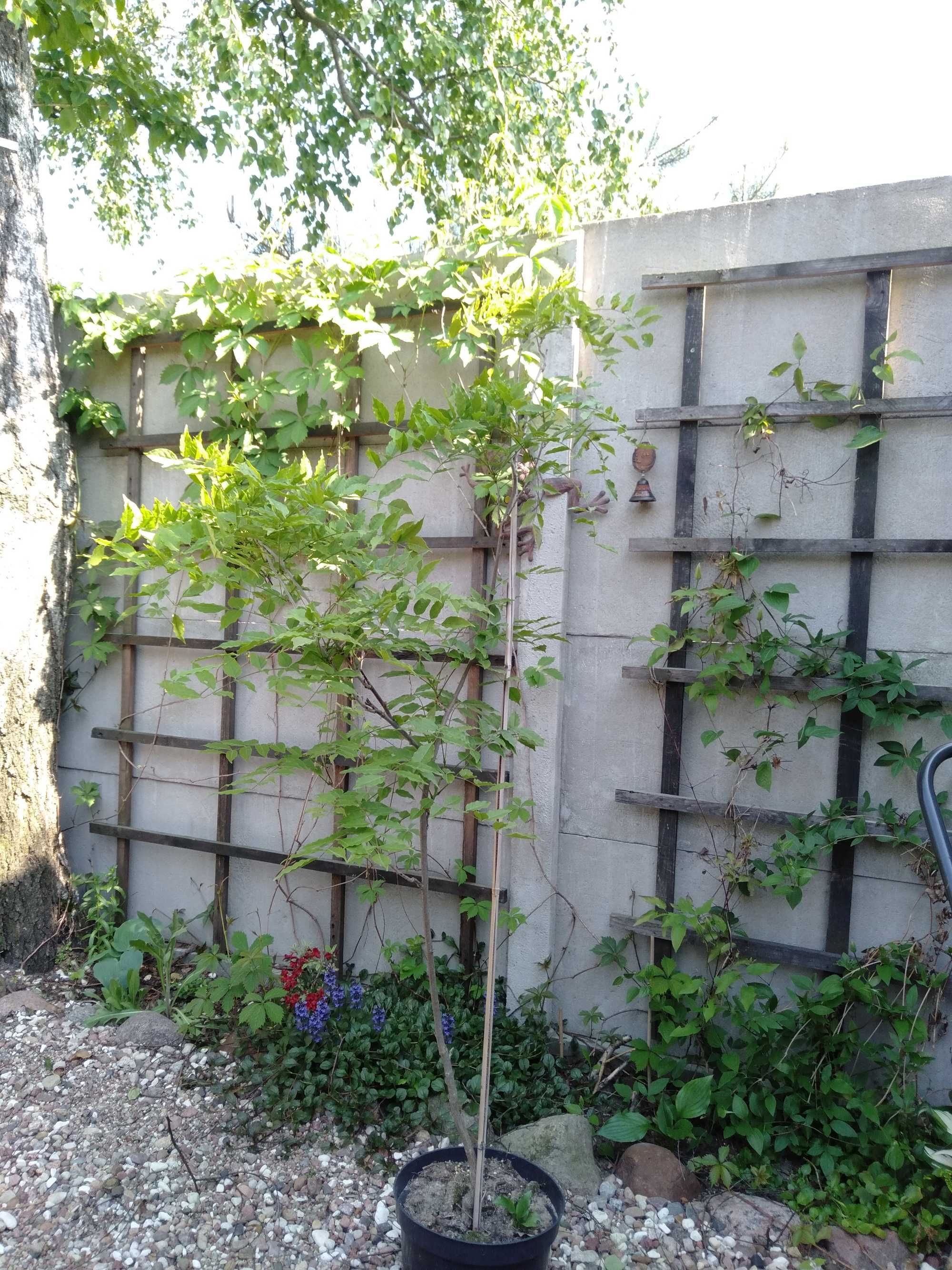 Wisteria Glicynia  fiol pierwsze kwiaty duża sadzonka