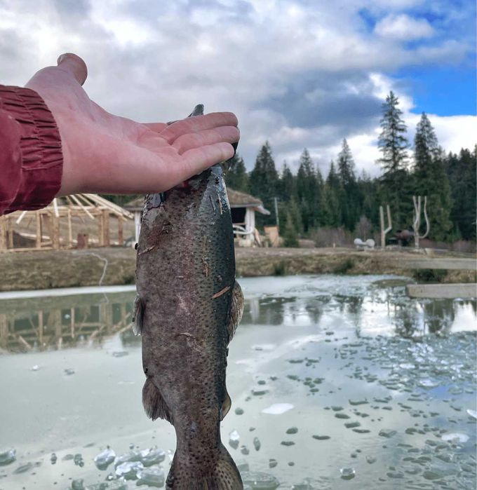 Риболовля Яблуниця - ferma_zatyshna