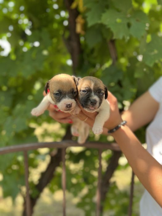 Хлопчики красунчики