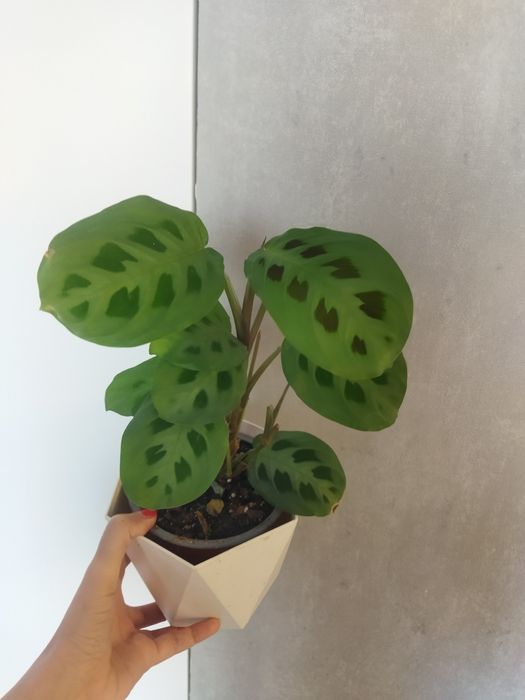 Маранта карховина Маранта Kerchoveana
Маранта Kerchoveana
Маленькие мо