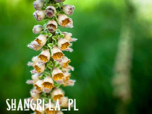 Naparstnica rdzawa [Digitalis ferruginea]