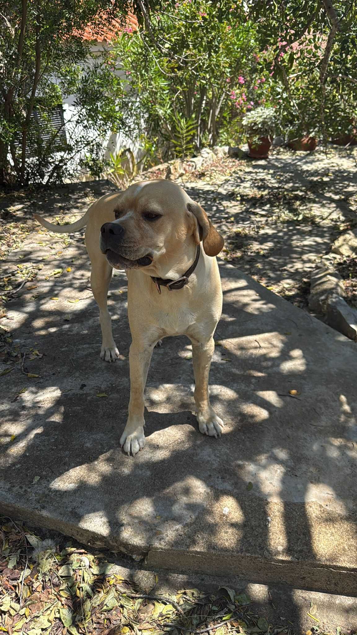 Perdigueiro Português para adopção