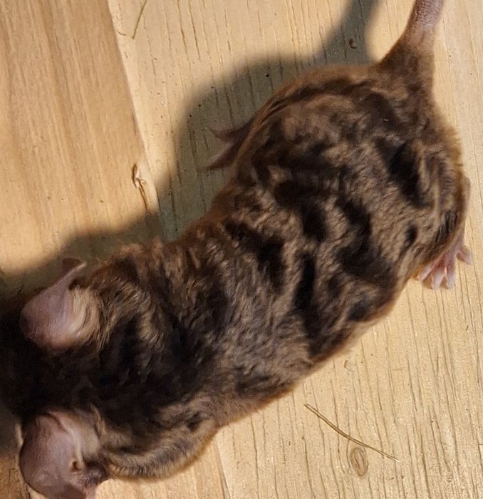 Myszy myszki kolorowe dumbo