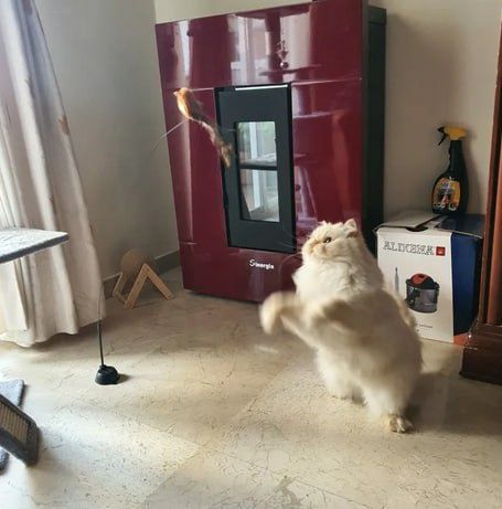 Дразнилка для кота на вакуумной присоске Птица игрушка коту іграшка