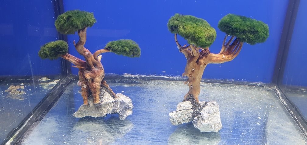 Rośliny akwariowe  bonsai plus korzeń