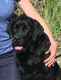 Labrador - 4 letnia czarna suczka do bezpłatnej adopcji