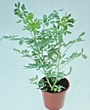 Planta Rutácea - Arruda