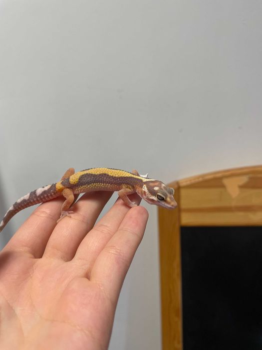 Gekon lamparci sklep zoologiczny Gruby Kocur
