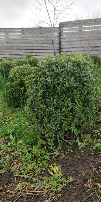 Продам Самшит в наличии много Растений