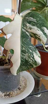 Monstera Veriegata