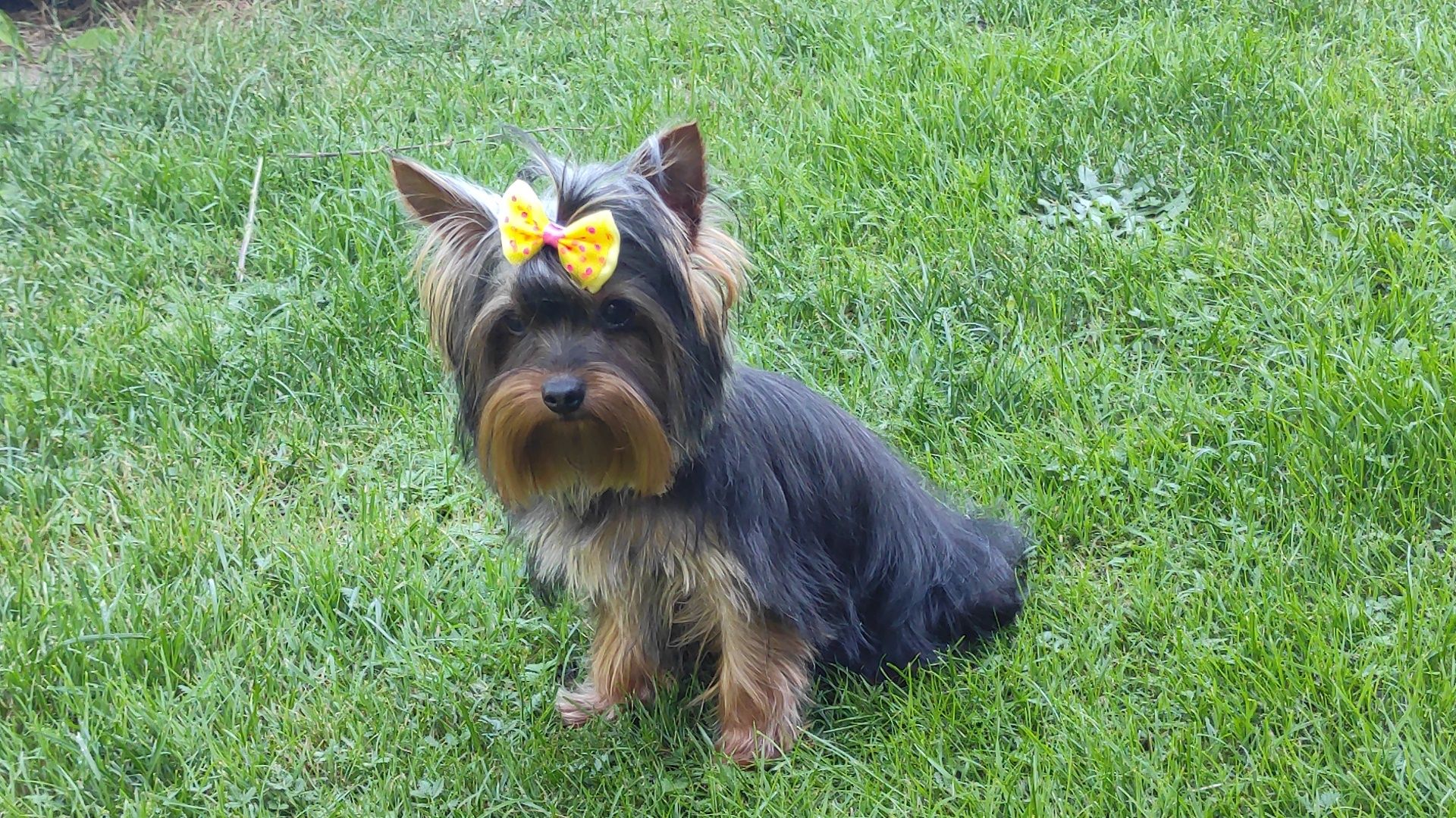 Yorkshire terrier z rodowodem i paszportem