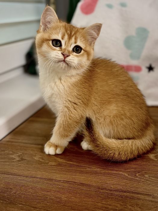 Kotka brytujska ny 11