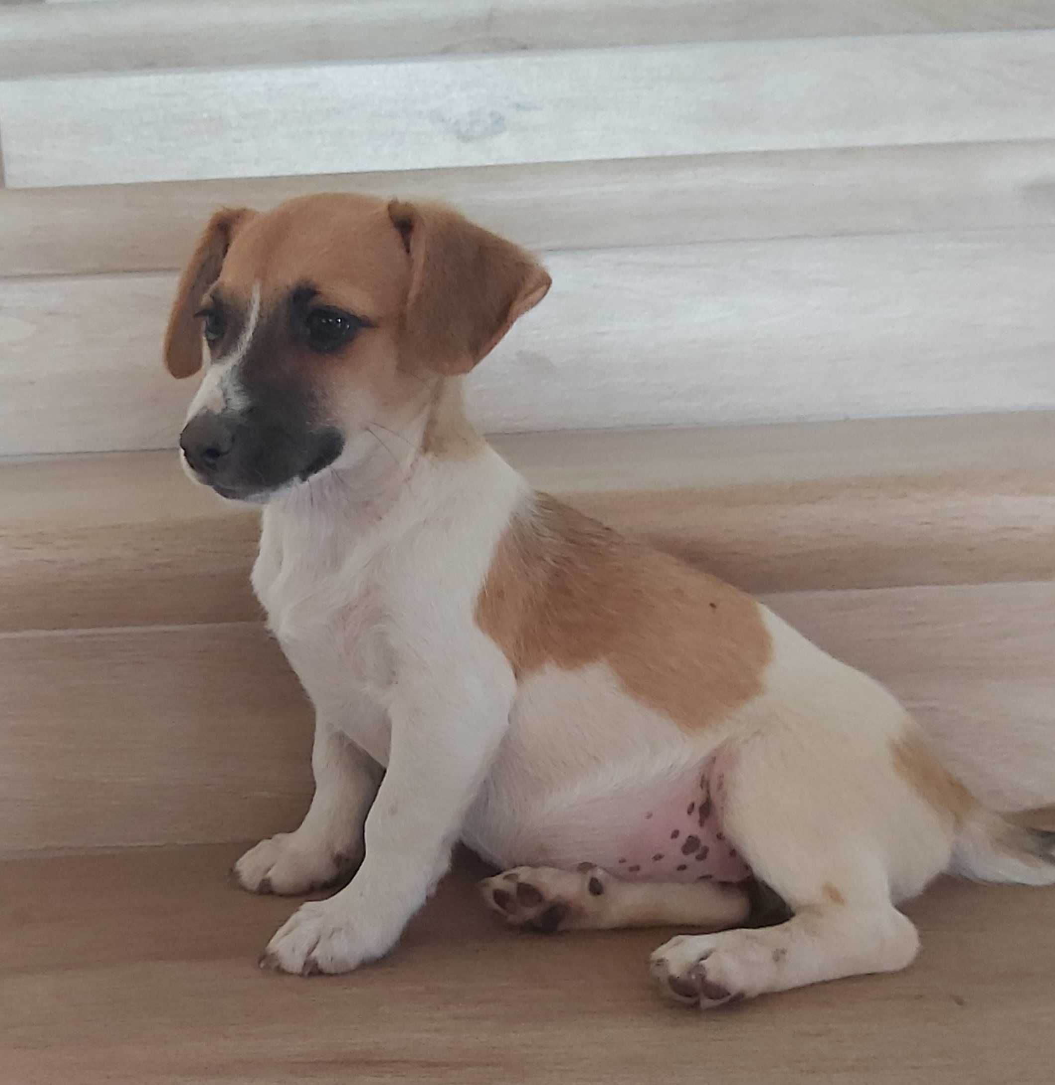 Jack Russel Terrier suczka 3x zaszczepiona zachipowana
