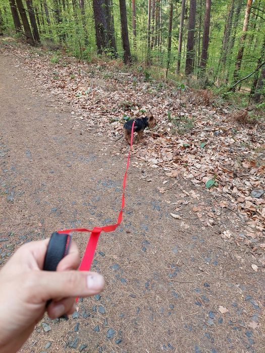 smycz dla psa, kota królika roz.s 15mm 3m