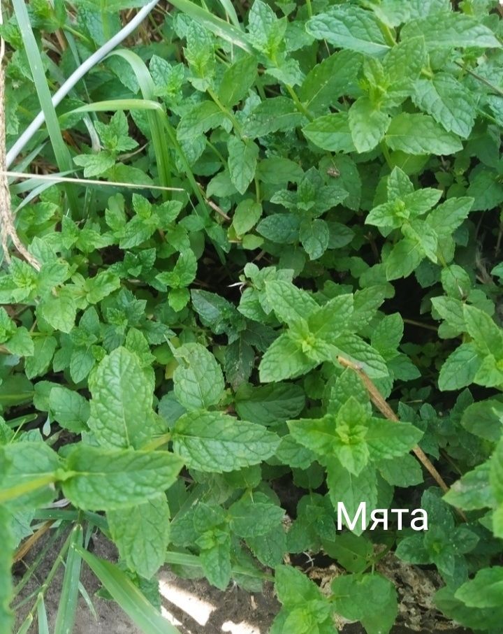 Многолетний лук джусай, мята перечная, барвинок, хрен, тархун, спаржа