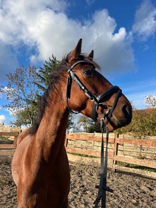 Sprzedam wspaniałego czteroletniego wałacha