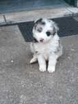 Border collie C/LOP