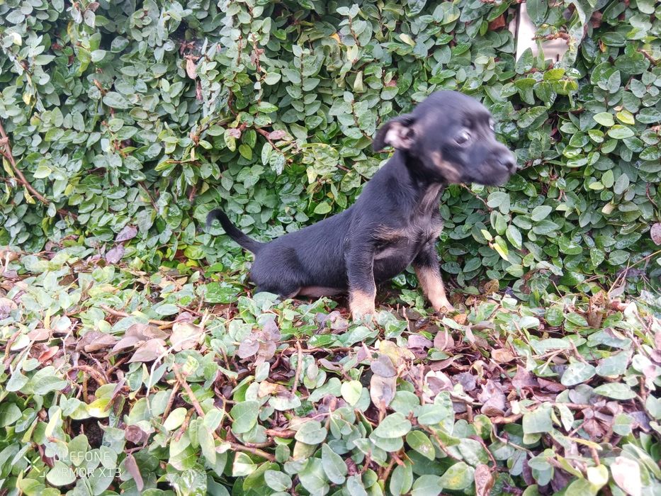 Pinscher miniatura
