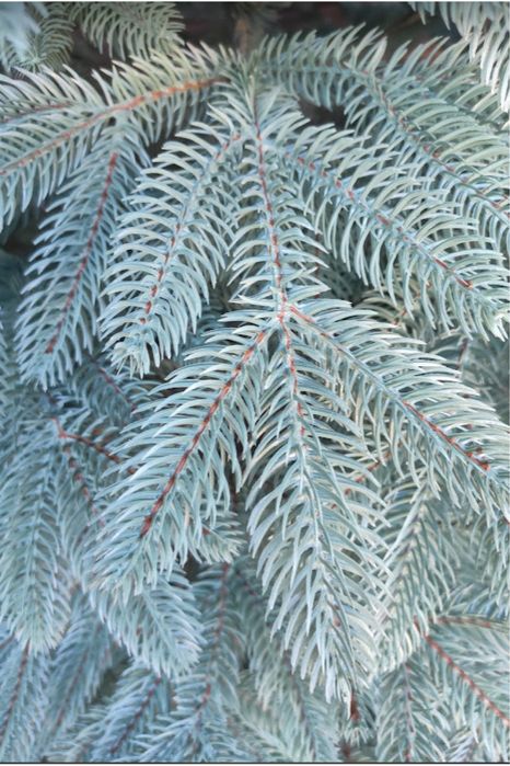 Лита ялинка Ковалівська Premium блакитна 1,50