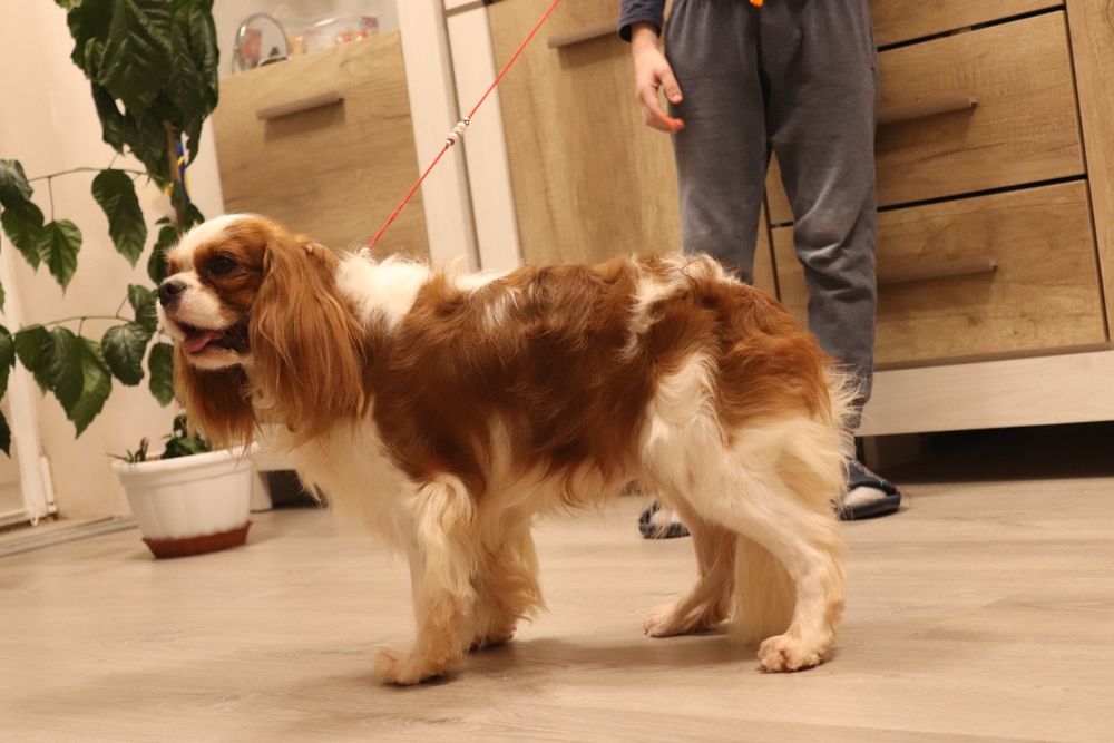 Породний красивий кобель Кавалер, в'язка