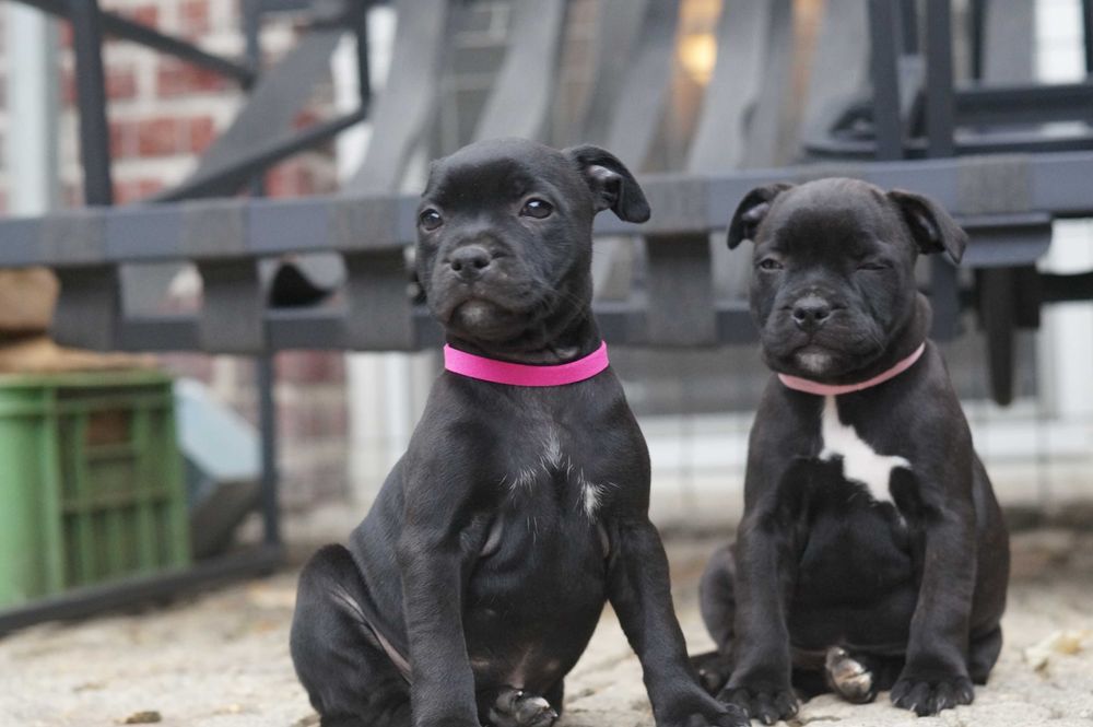 Staffordshire bull terrier ZKwP/ FCI
