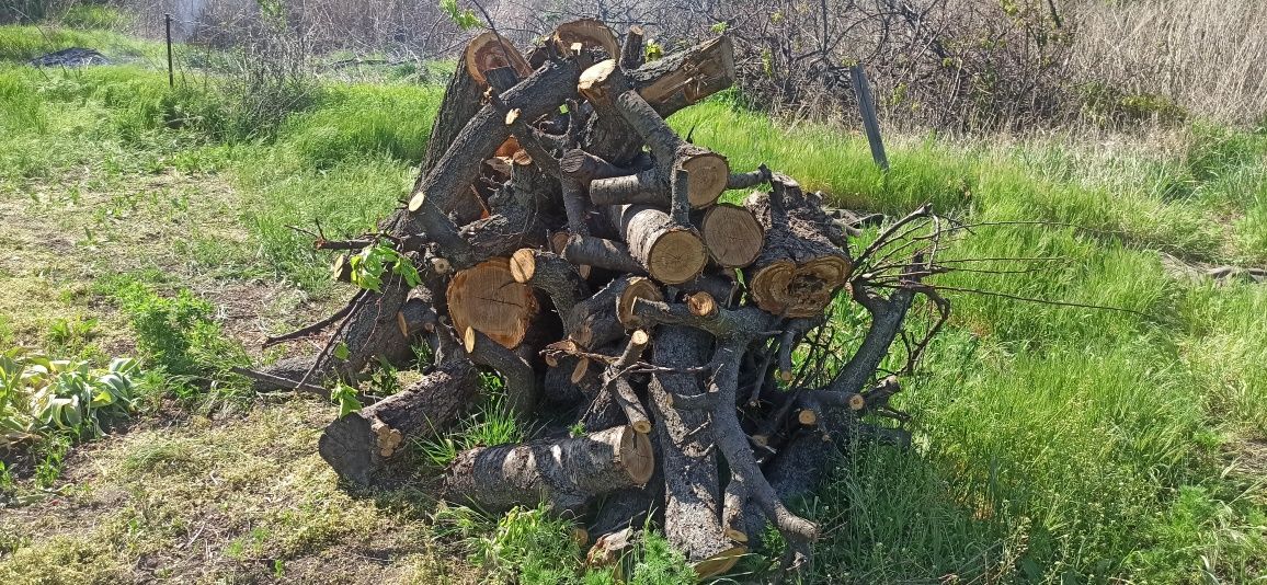Дрова не різані фруктових дерев