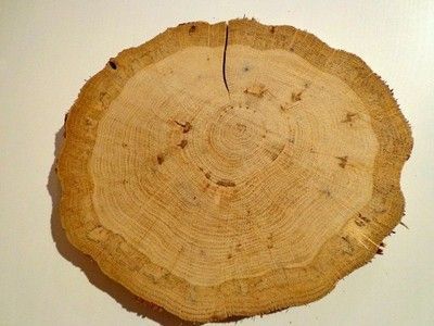 Plaster krążki drewna bez kory Dąb 15-19 cm flek
