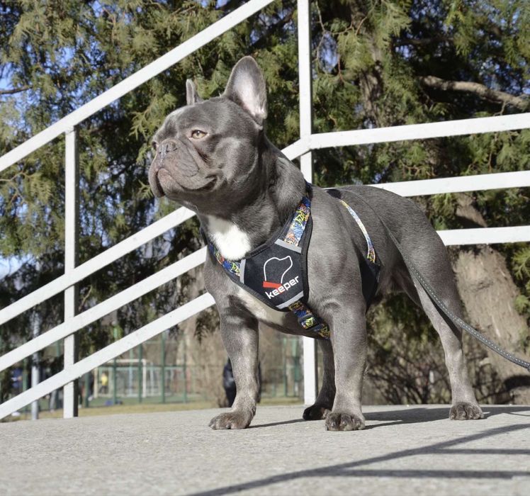 Кобель французкого бульдога