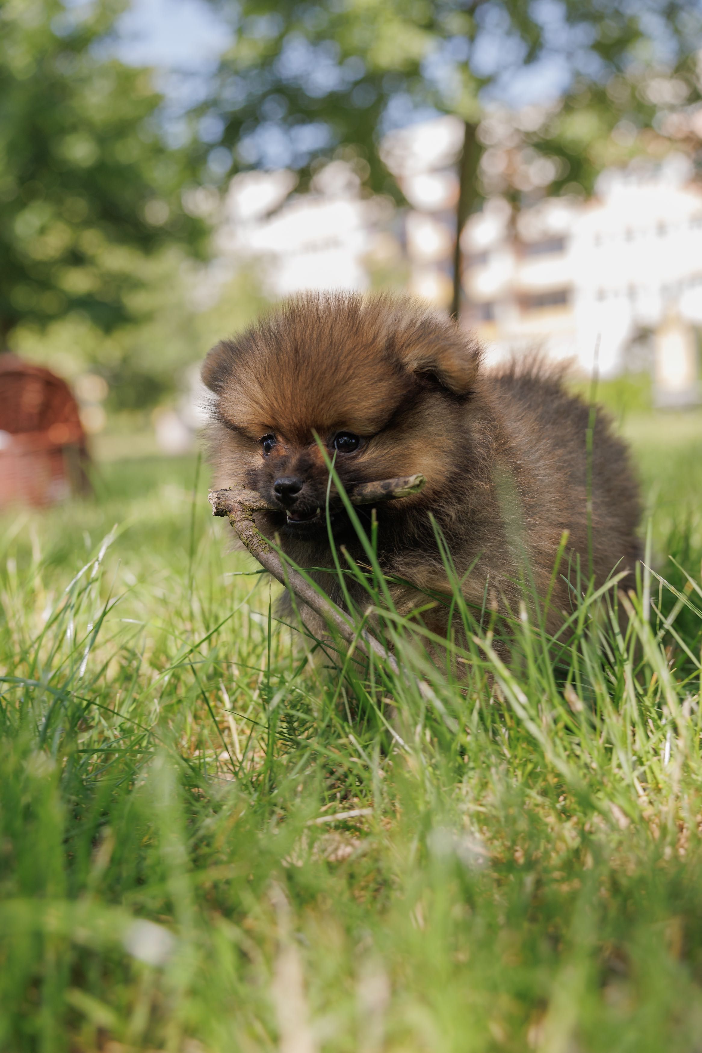 Pomeranian Szpic Miniaturowy FCI/ZKwP