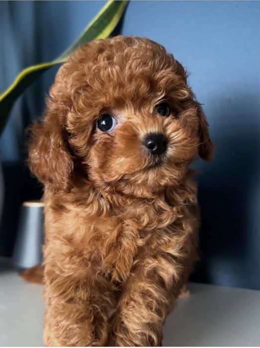 Солодка манюня дівчинка