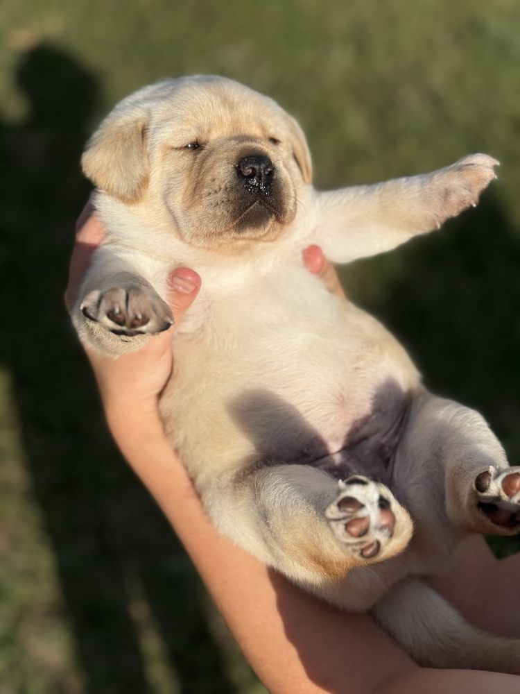 В нас є цуценята! Хлопці та дівчатка.