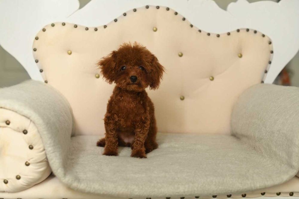 pudel toy-suczka xs teacup