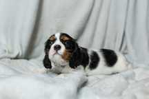 Cavalier king charles spaniel suczka Gotowa do zmiany domu