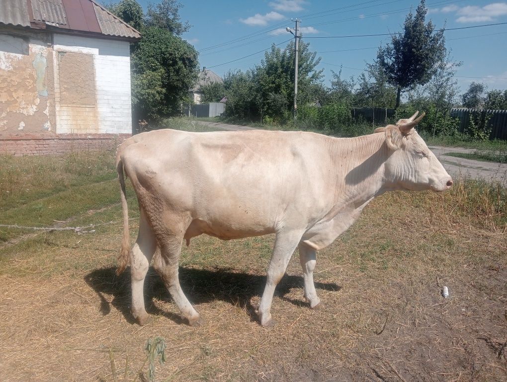 Продам корову вторым отёлам, гарна корова