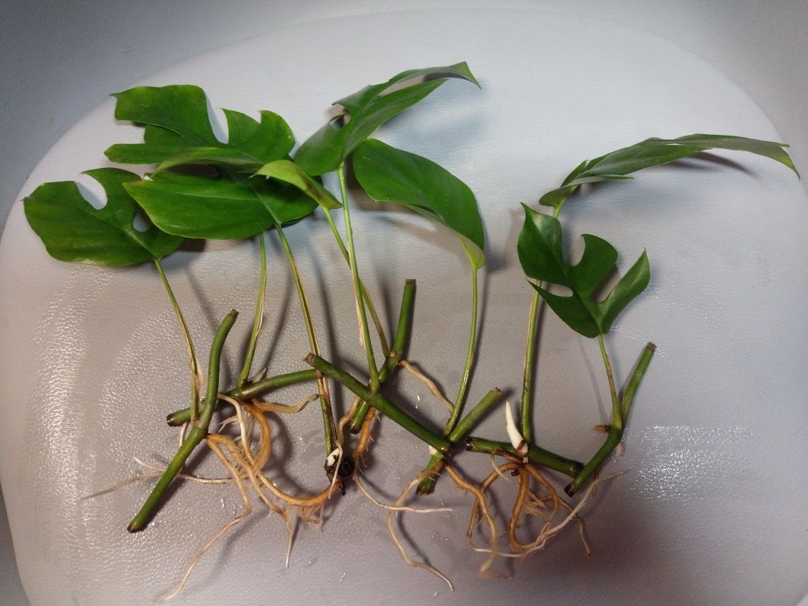 Rhapidophora Tetrasperma Monstera Minima