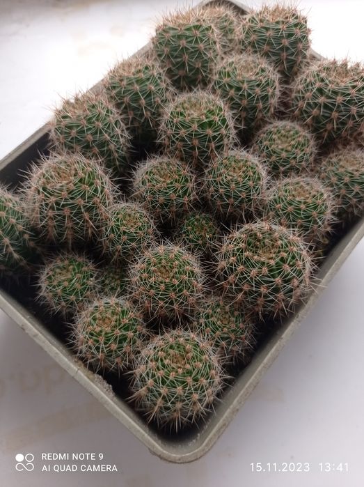 Грошове дерево, товстянка, денежное  дерево, кактуси.