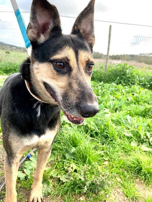 Sasha - Cadela média para adoção