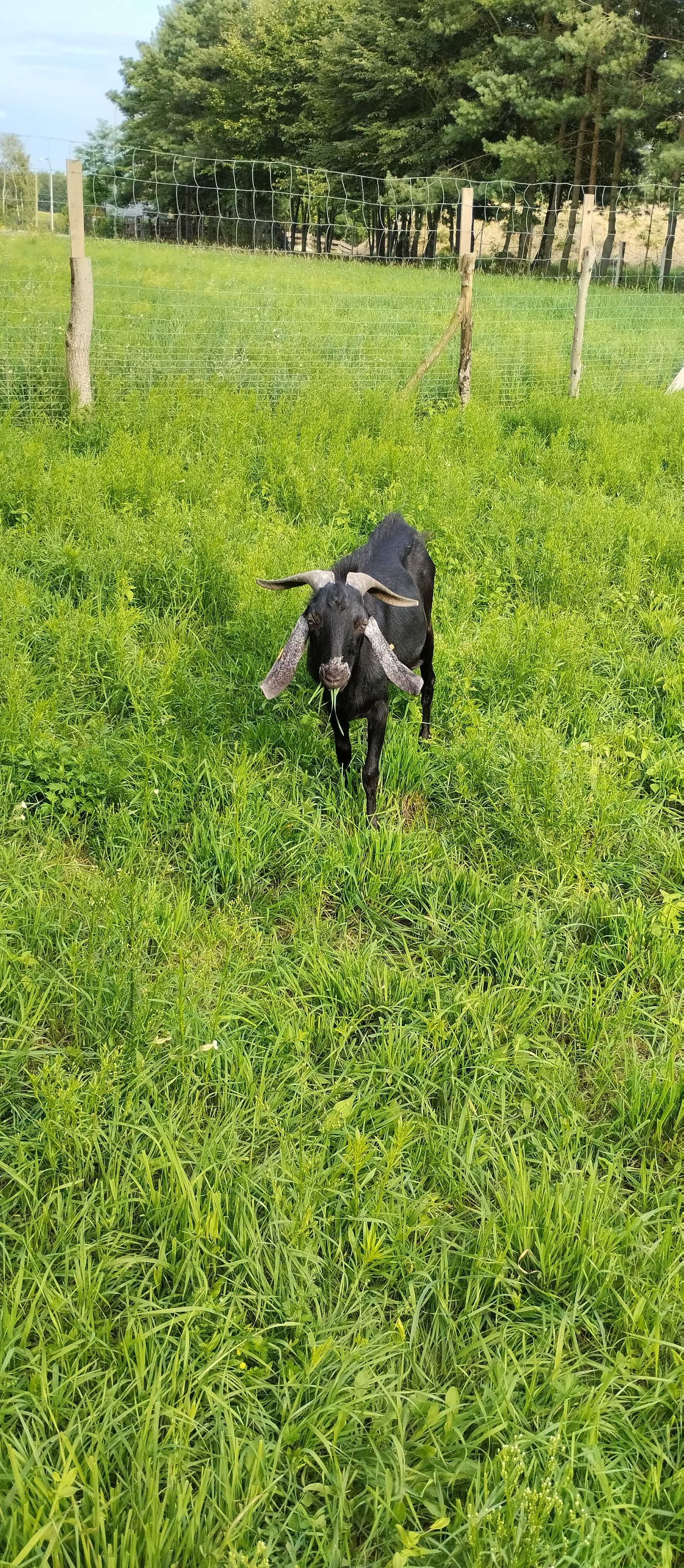 Sprzedam  kozy/kozła i młode koźlęta